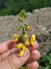 Verbascum spectabile