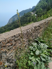 Verbascum spectabile