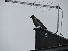 Corvus cornix