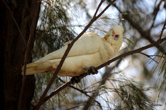 Cacatua sanguinea