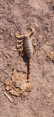 Hadrurus arizonensis
