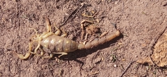 Hadrurus arizonensis