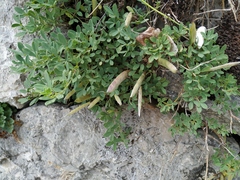 Chamaecytisus wulfii