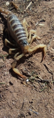 Hadrurus arizonensis