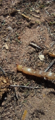 Hadrurus arizonensis