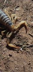 Hadrurus arizonensis
