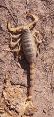 Hadrurus arizonensis