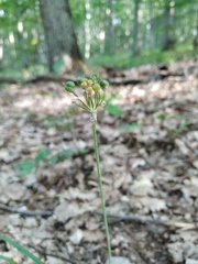 Allium decipiens quercetorum