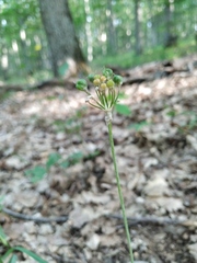 Allium decipiens quercetorum