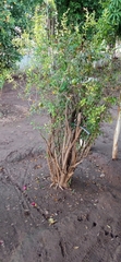 Punica granatum