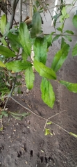 Punica granatum