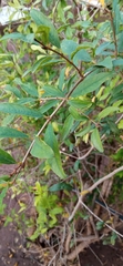 Punica granatum