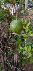 Punica granatum