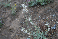 Microstigma deflexum