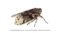 Limois kikuchii