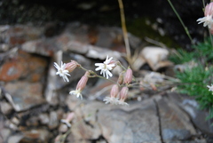Silene turgida
