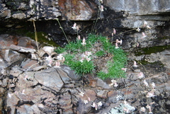 Silene turgida