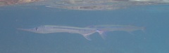 Driller's Long-Tom photo 5