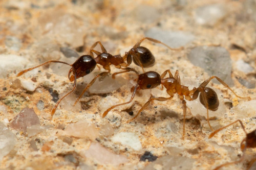 African Big-headed Ant