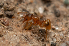 Pheidole rugosula
