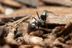 Iridomyrmex suchieri