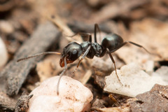 Iridomyrmex suchieri