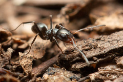 Iridomyrmex suchieri