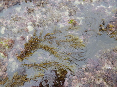 Sargassum sinclairii
