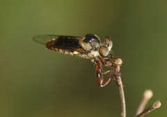 Damalis fulvipes