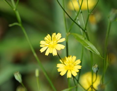 Lapsana communis communis