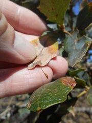 Andricus pedicellatus