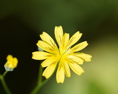 Lapsana communis communis