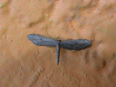 Euacidalia brownsvillea