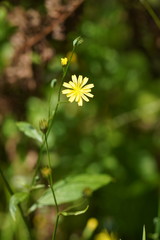 Lapsana communis communis