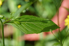 Lapsana communis communis