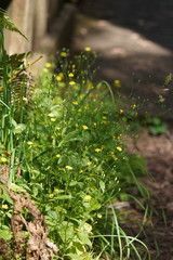 Lapsana communis communis