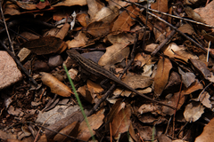 Sceloporus slevini
