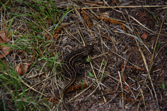 Sceloporus slevini