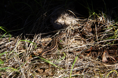 Sceloporus slevini
