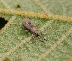 Ecrizothis inaequalis