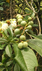Solanum oblongifolium