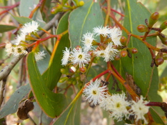Eucalyptus behriana