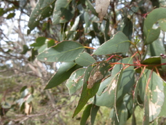 Eucalyptus behriana