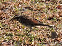 Turdus eunomus