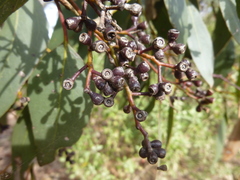 Eucalyptus behriana