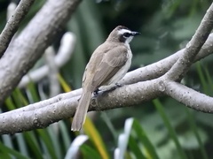 Pycnonotus goiavier
