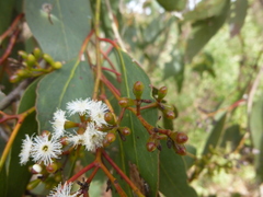 Eucalyptus behriana