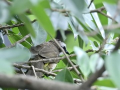 Pycnonotus goiavier