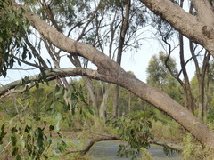 Eucalyptus behriana