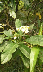 Solanum oblongifolium